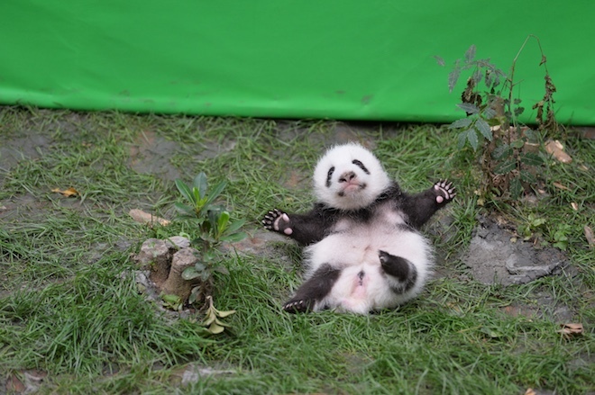 The cutest escape - Panda, The escape, Nicely, Milota, Longpost