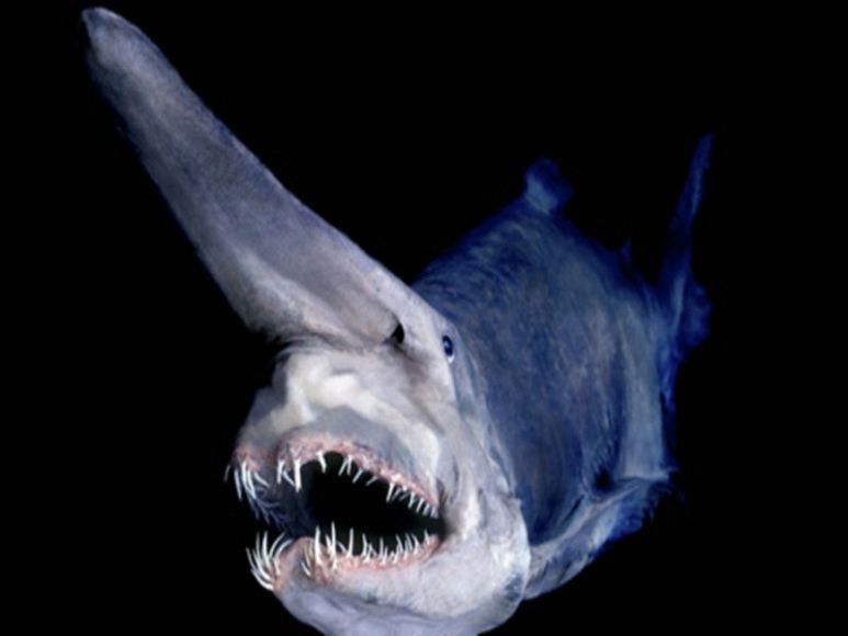 Goblin shark - goblin shark, Shark, , The national geographic, Ocean