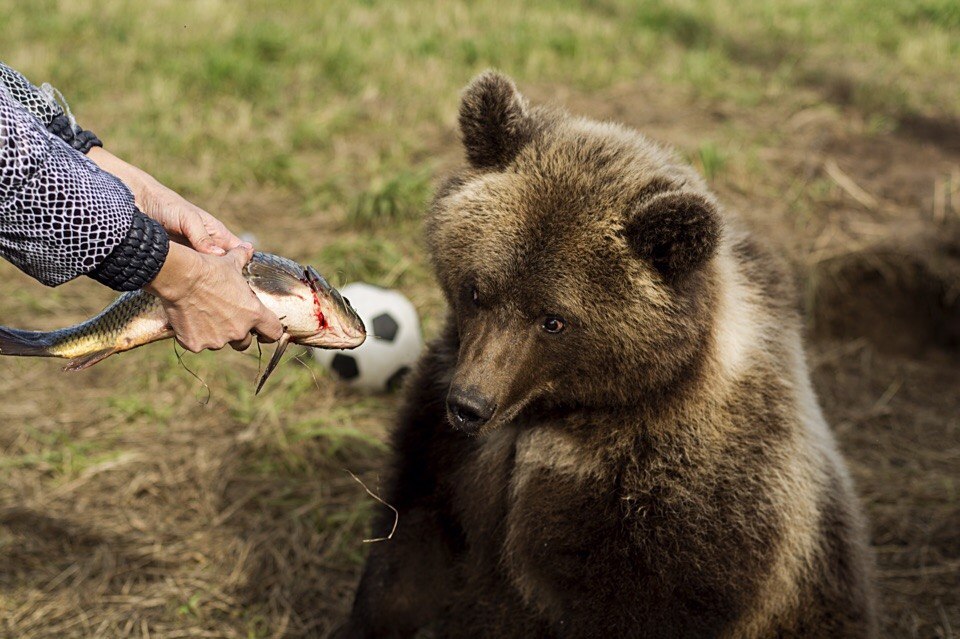 Somewhere in the Tver region... - The Bears, Not mine, Animals, Russia, Longpost, Dog