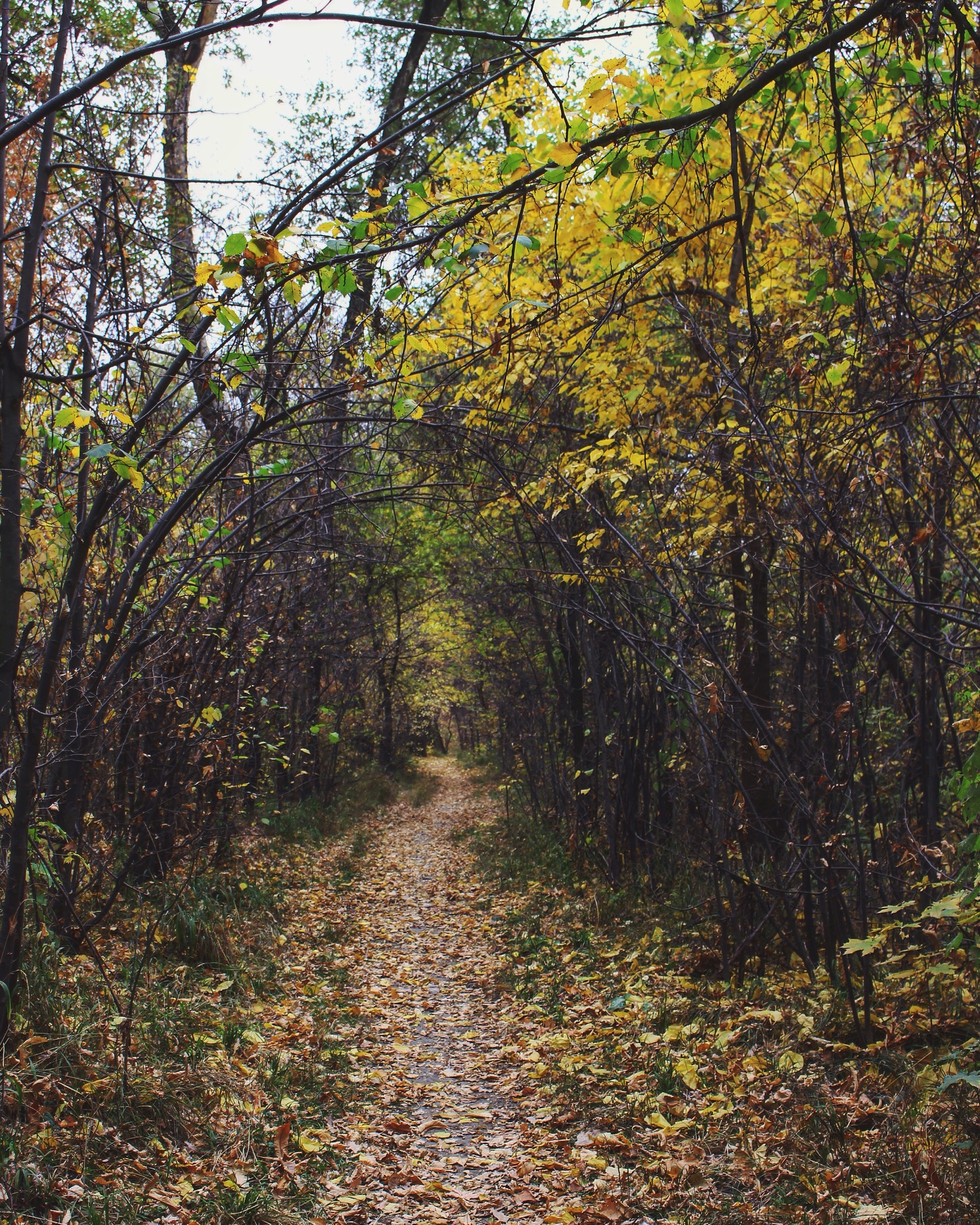 Autumn in the grove - My, Kazakhstan, Autumn, The photo, Mood, My, Nature, Longpost