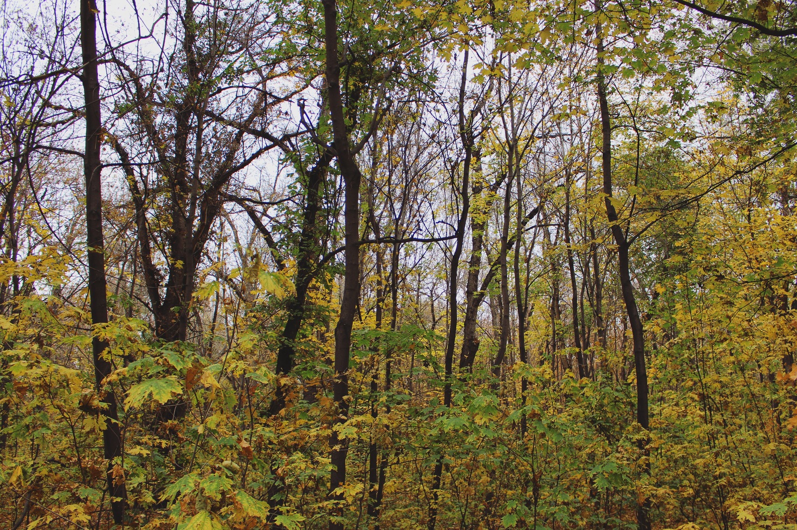 Autumn in the grove - My, Kazakhstan, Autumn, The photo, Mood, My, Nature, Longpost