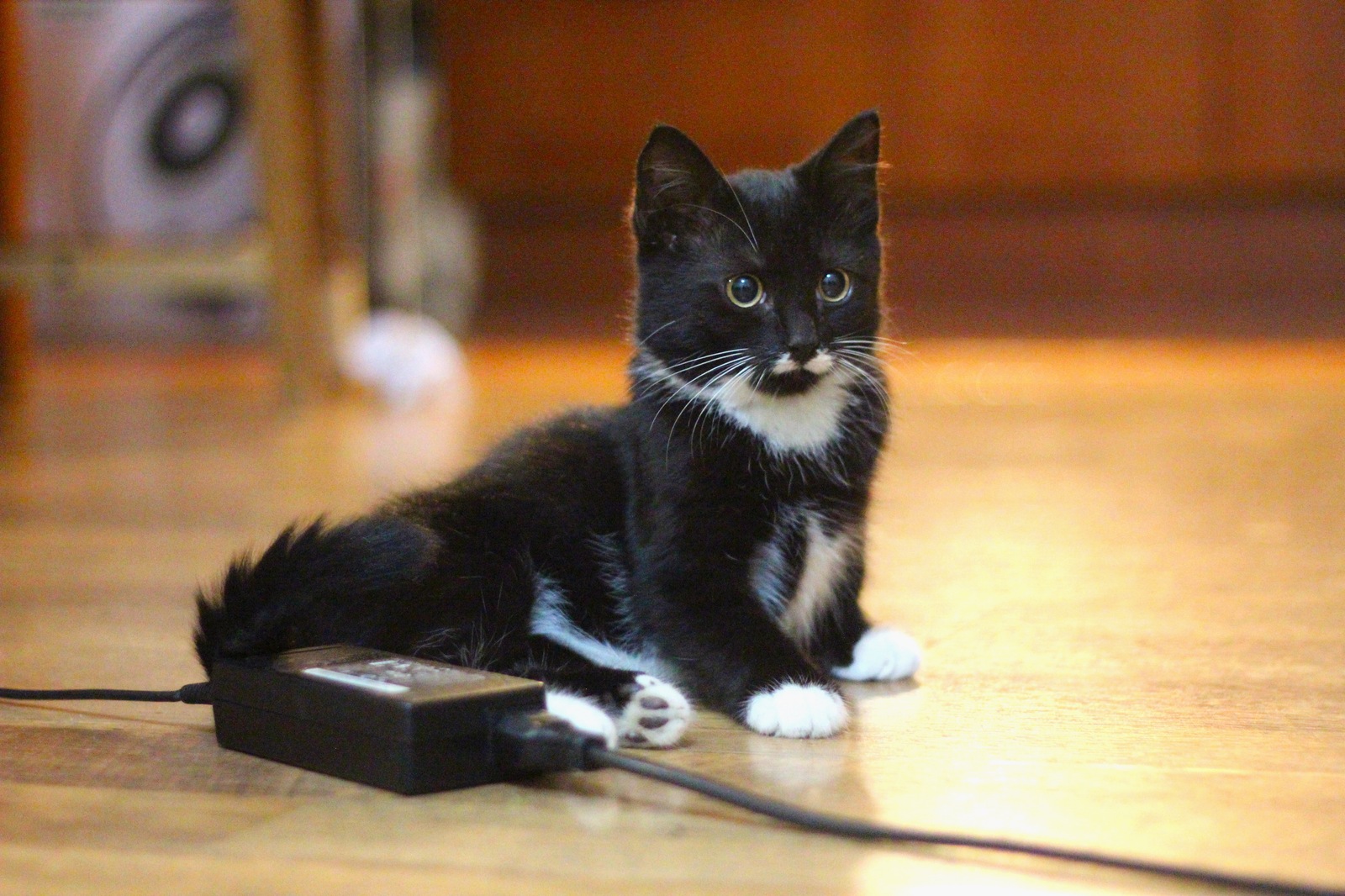 Gentleman with a mustache))) - My, cat, Pet, In good hands, , Усы, Longpost, Pets