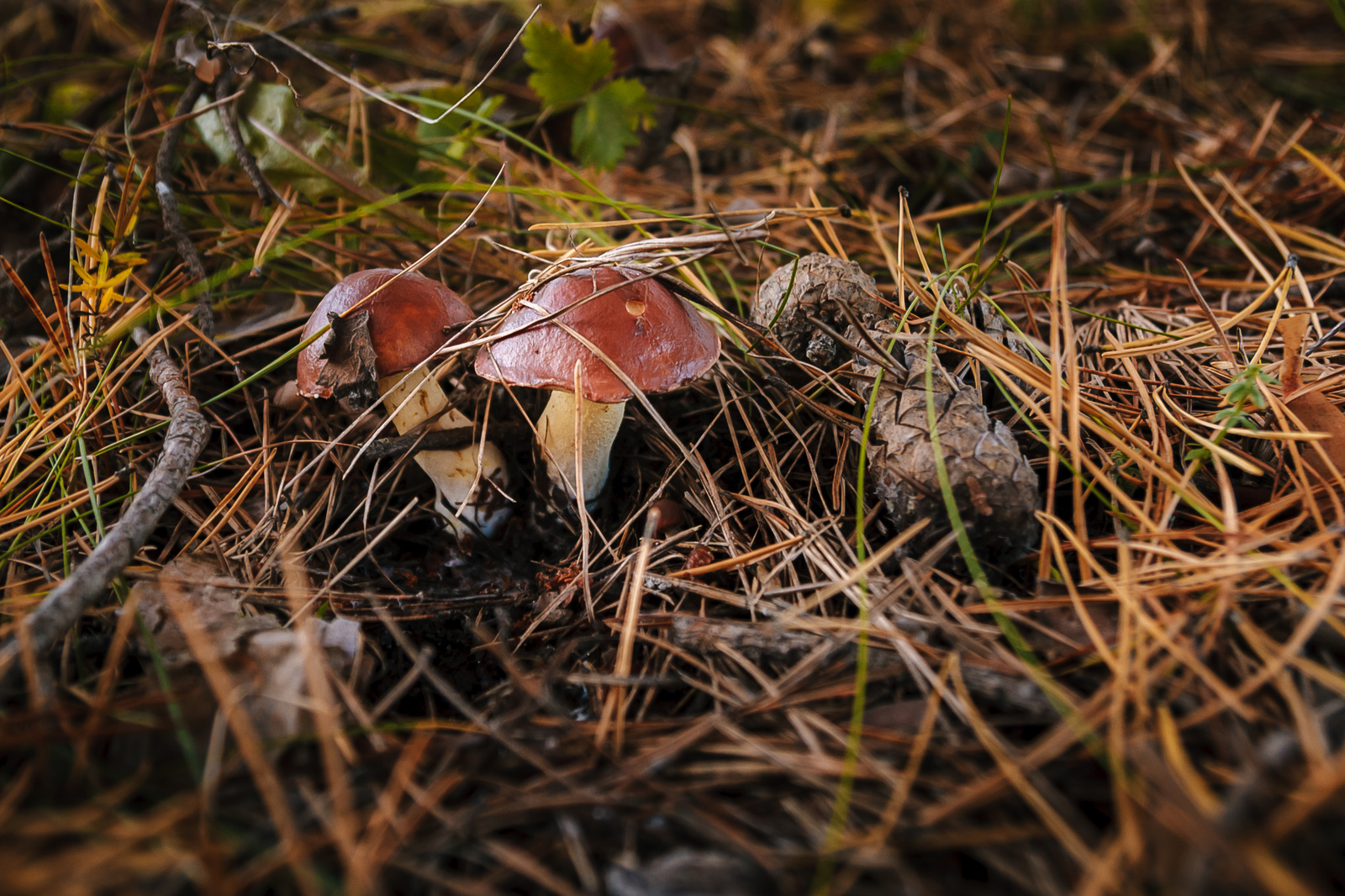 Mushrooms - My, Mushrooms, Autumn, Leaves, Drops, Fly agaric, Umbrella, Butterlets, , Longpost