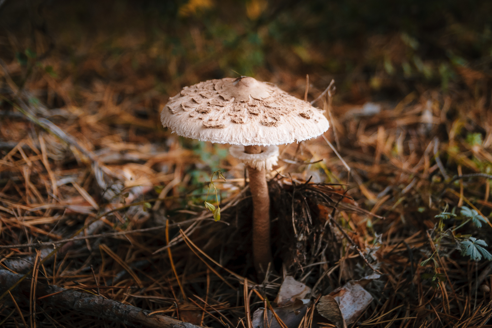 Mushrooms - My, Mushrooms, Autumn, Leaves, Drops, Fly agaric, Umbrella, Butterlets, , Longpost