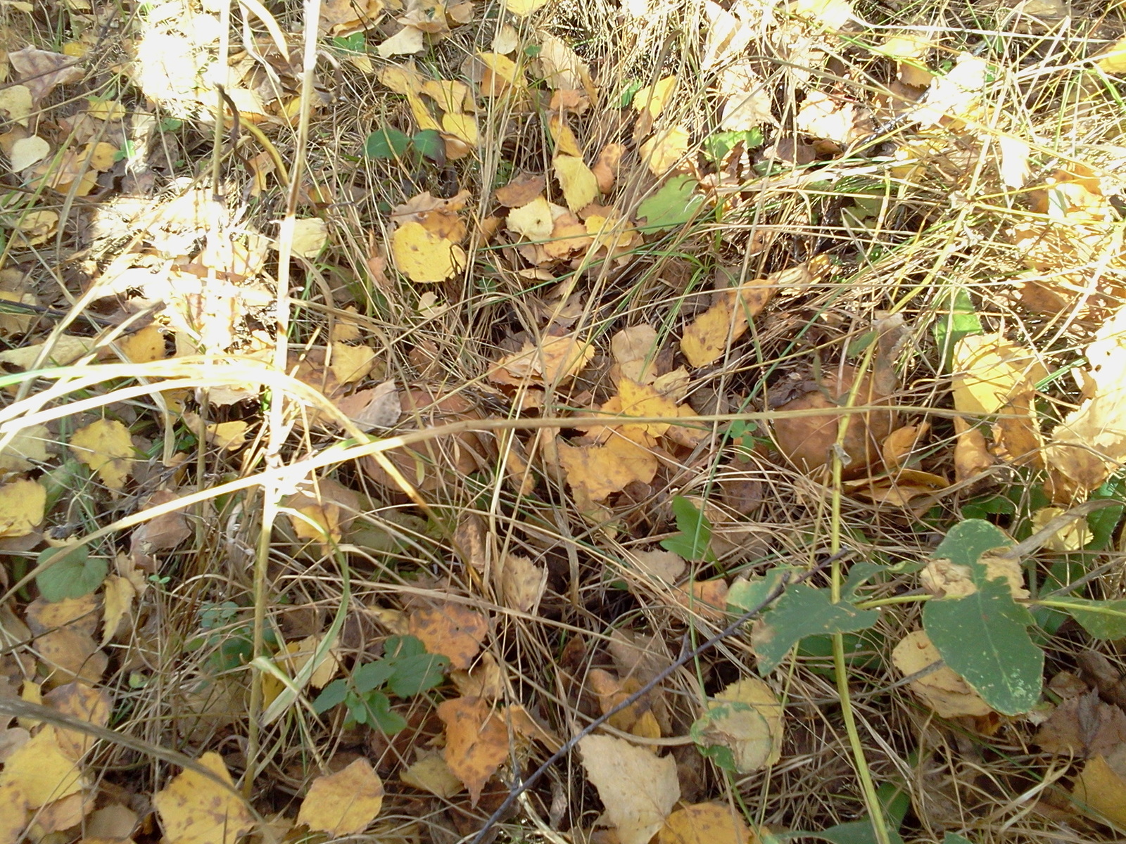 That's why you might like autumn) - My, Mushrooms, Autumn, Photo, mushroom places, Longpost