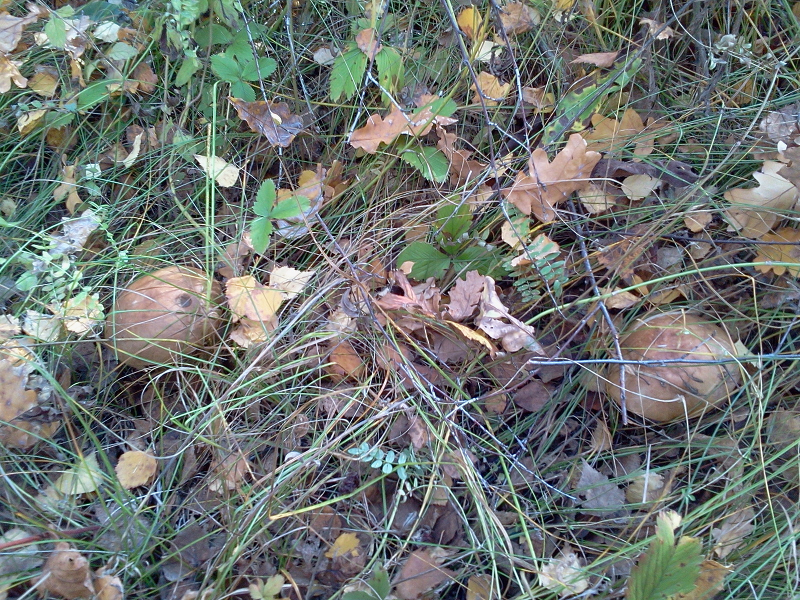 That's why you might like autumn) - My, Mushrooms, Autumn, Photo, mushroom places, Longpost