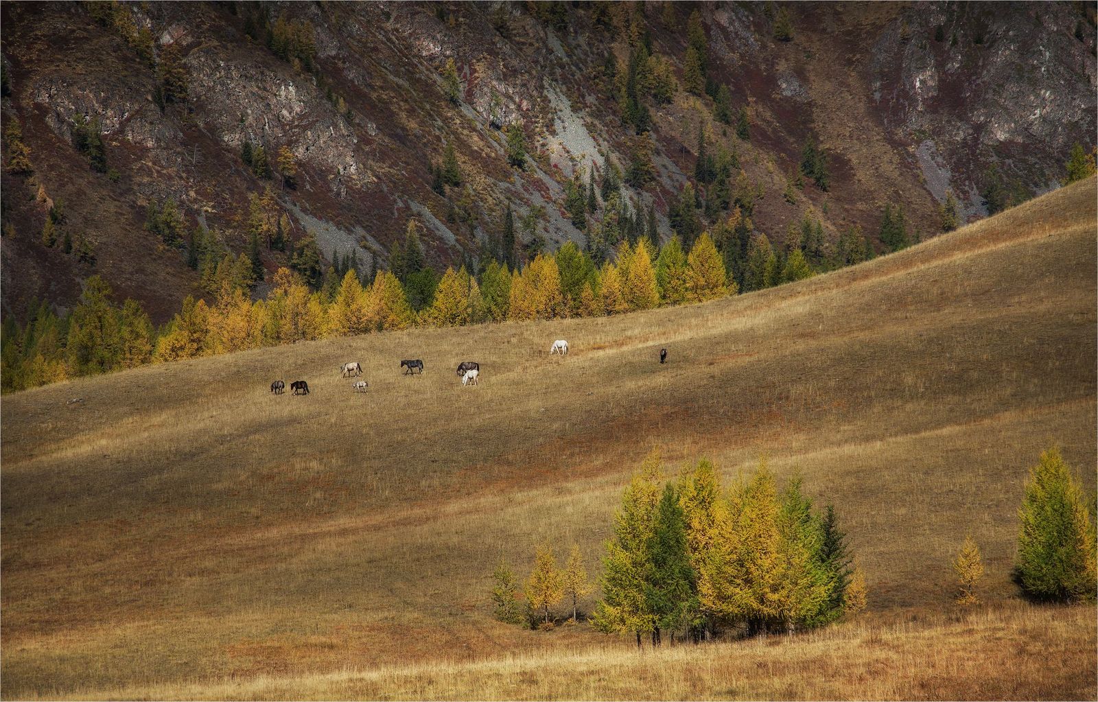 Velvet autumn of Altai - Altai, Russia, Gotta go, Nature, Autumn, Photo, The photo, Landscape, Longpost, Altai Republic