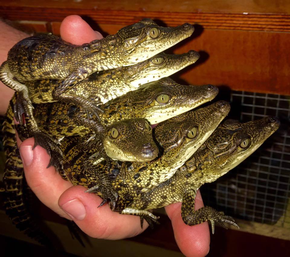 Six crocodiles in one hand! So far the record - Crocodile, Reptiles, Animals, Crocodiles