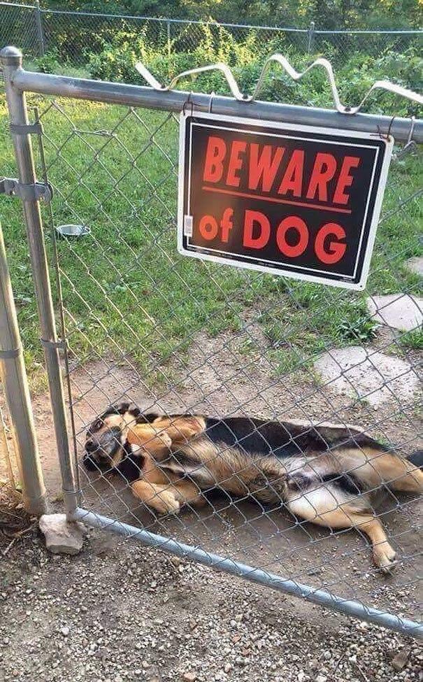 Be aware of dogs - Dog, Longpost, Anger