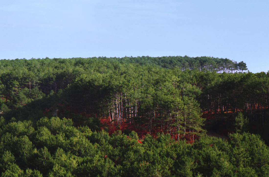 Slope dyed crimson. - My, Crimea, Bakhchisarai, Russia, Autumn, camera roll, Skumpia, Nature, Color, Longpost