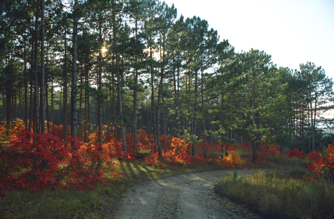 Slope dyed crimson. - My, Crimea, Bakhchisarai, Russia, Autumn, camera roll, Skumpia, Nature, Color, Longpost