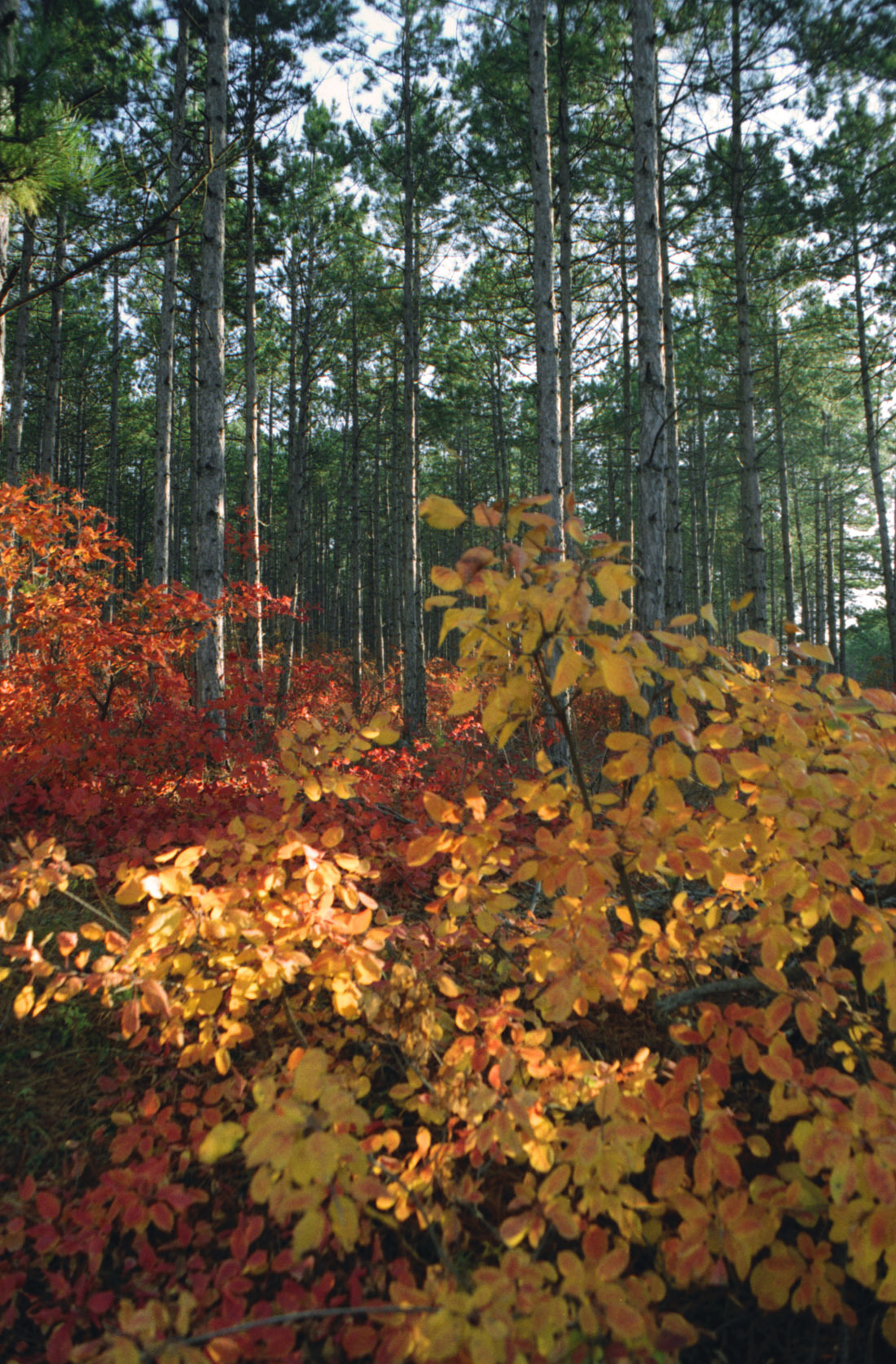 Slope dyed crimson. - My, Crimea, Bakhchisarai, Russia, Autumn, camera roll, Skumpia, Nature, Color, Longpost