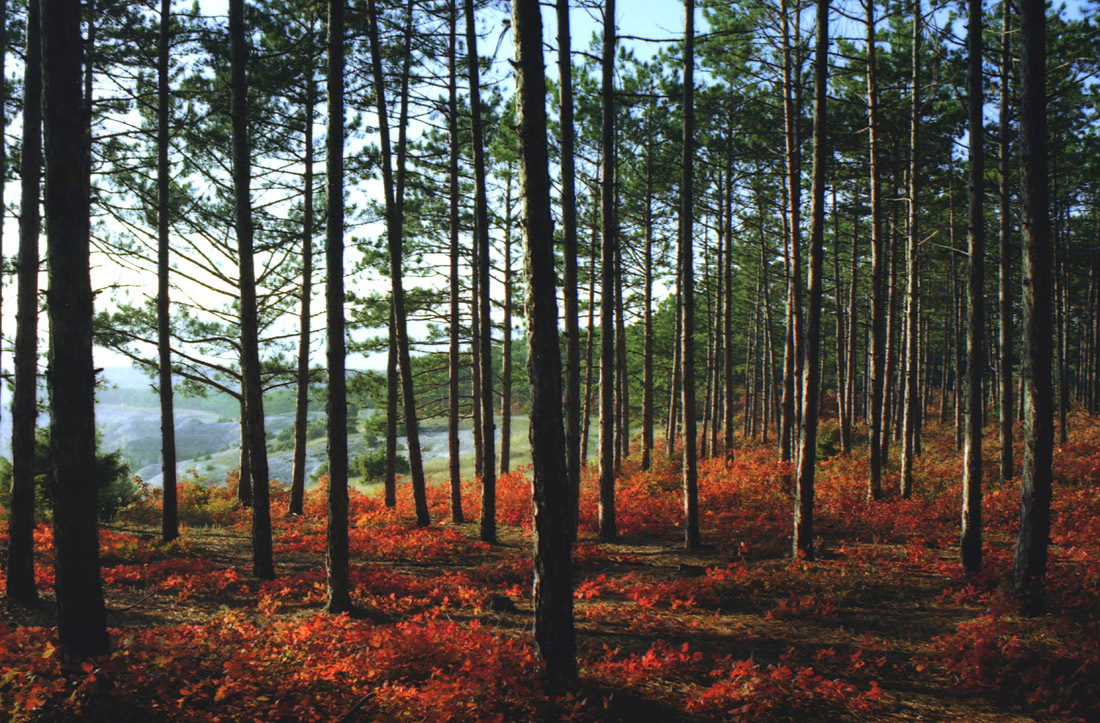 Slope dyed crimson. - My, Crimea, Bakhchisarai, Russia, Autumn, camera roll, Skumpia, Nature, Color, Longpost