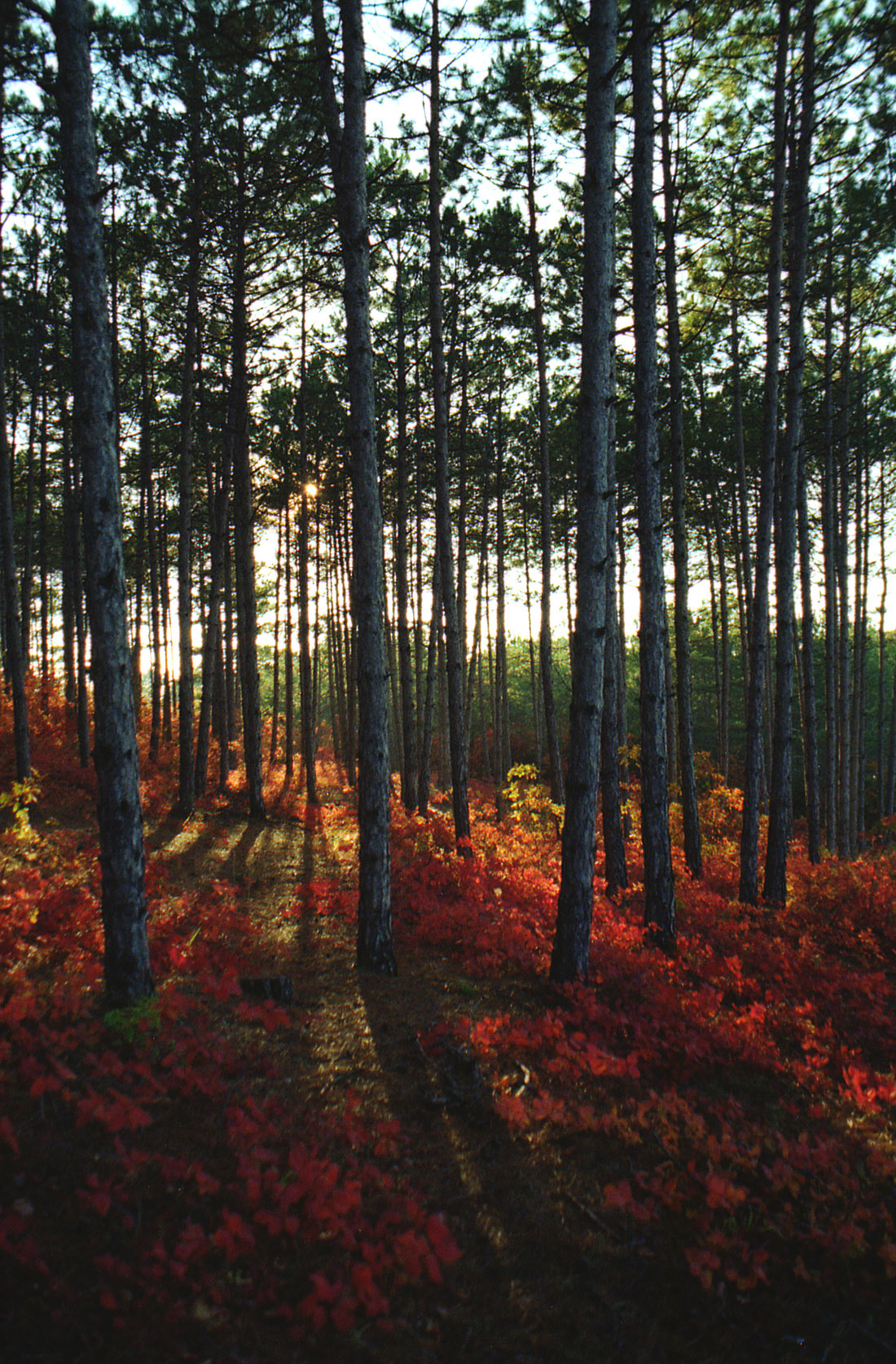 Slope dyed crimson. - My, Crimea, Bakhchisarai, Russia, Autumn, camera roll, Skumpia, Nature, Color, Longpost