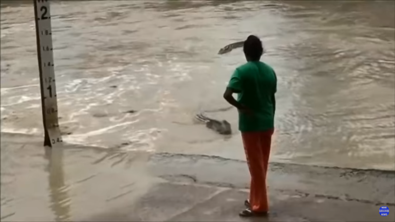 Australian crocodile scared away with a slipper - Australia, Crocodile, Slippers, Meduzaio, Crocodiles