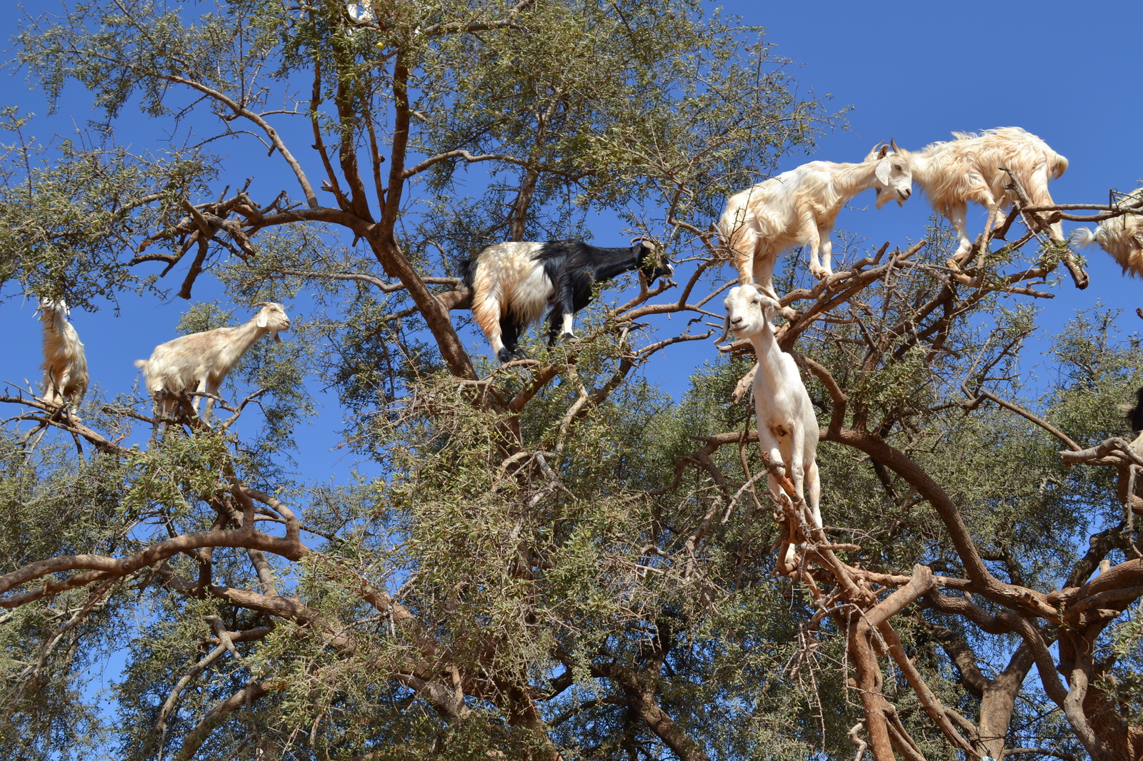 Goats argan - Photo, Animals, The photo, Goat, Nature