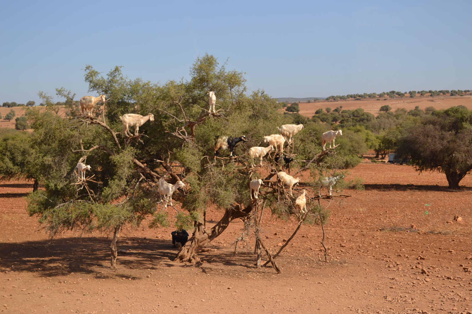 Goats argan - Photo, Animals, The photo, Goat, Nature