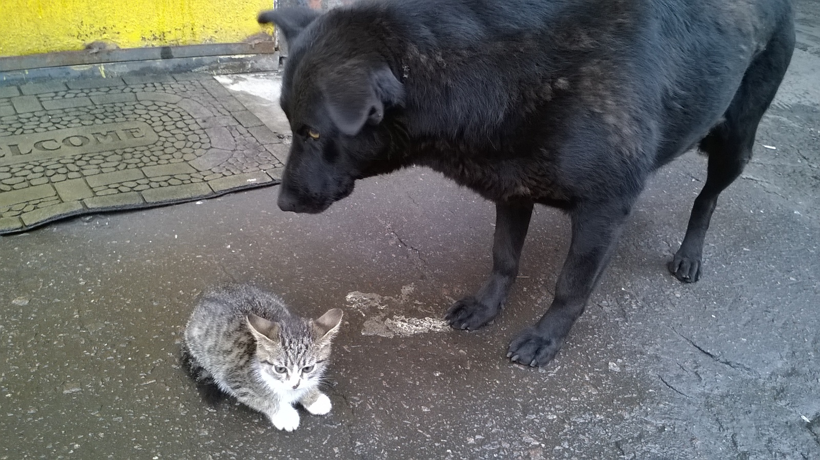 Just friends. - My, cat, Dog, Photo, My