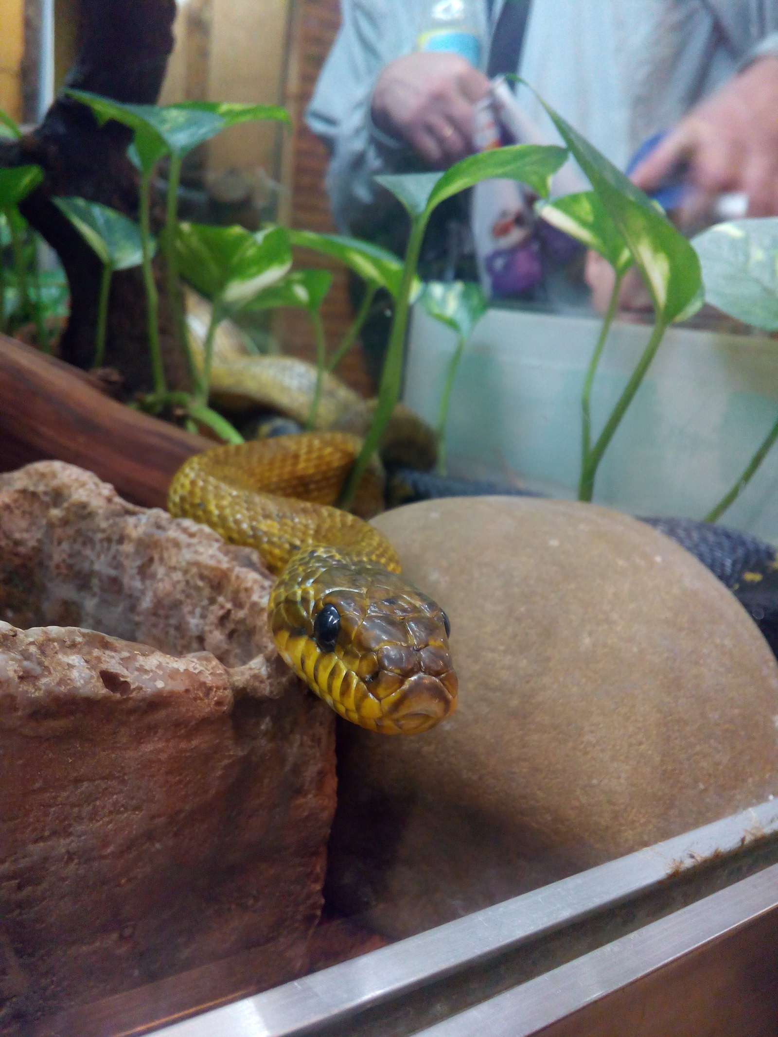 Amur and Manchurian snakes in the Leningrad Zoo. - My, Zoo, Saint Petersburg, Snake, Skid, Longpost