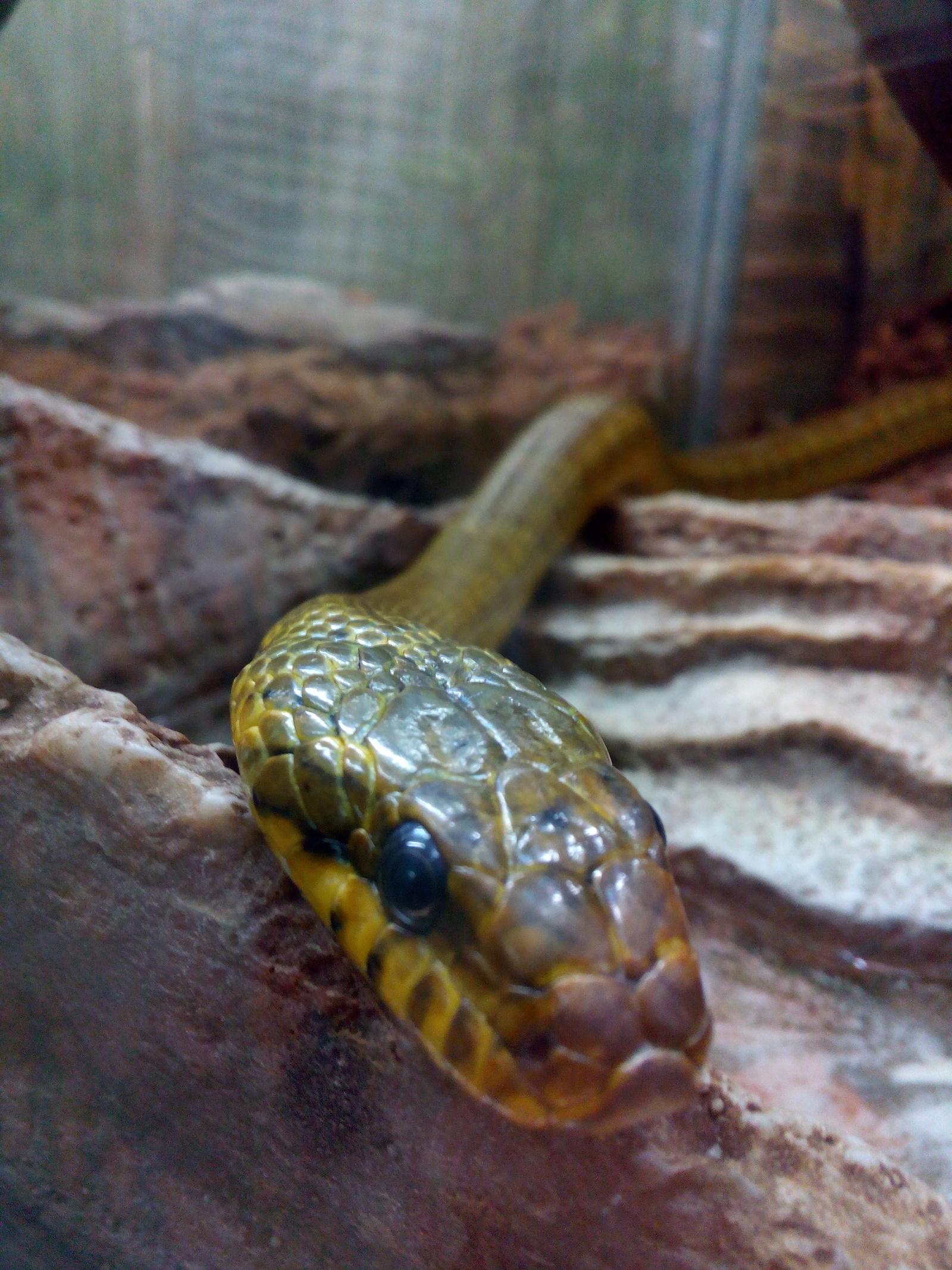 Amur and Manchurian snakes in the Leningrad Zoo. - My, Zoo, Saint Petersburg, Snake, Skid, Longpost