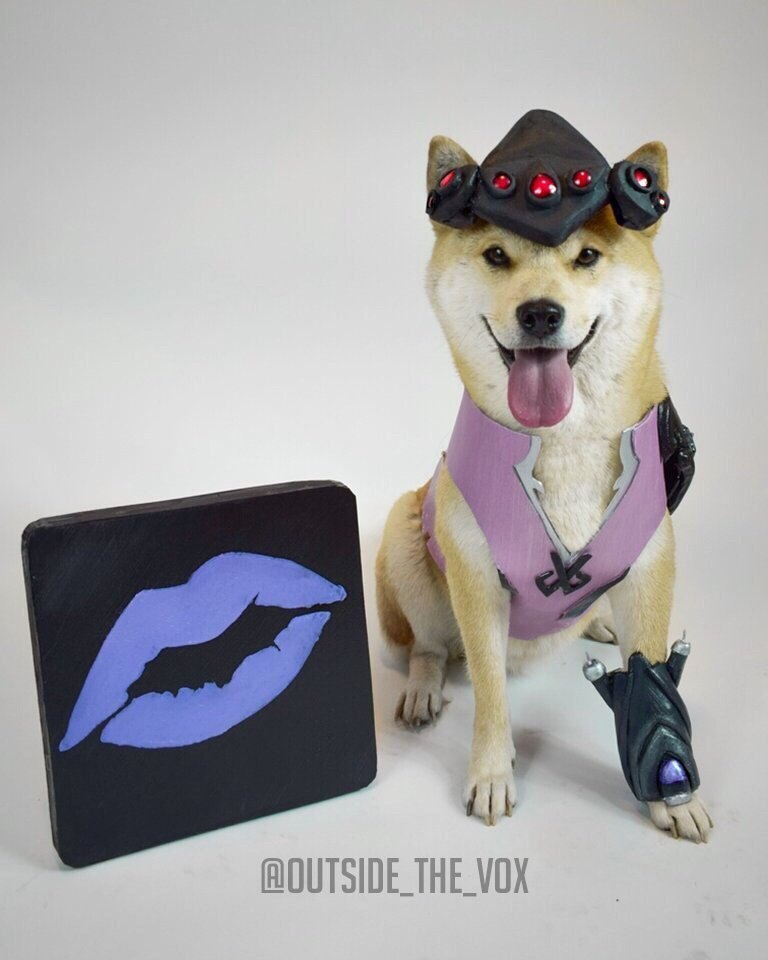 Another cosplay from a good dog ^_^ - Overwatch, Cosplay, Dog, Widowmaker