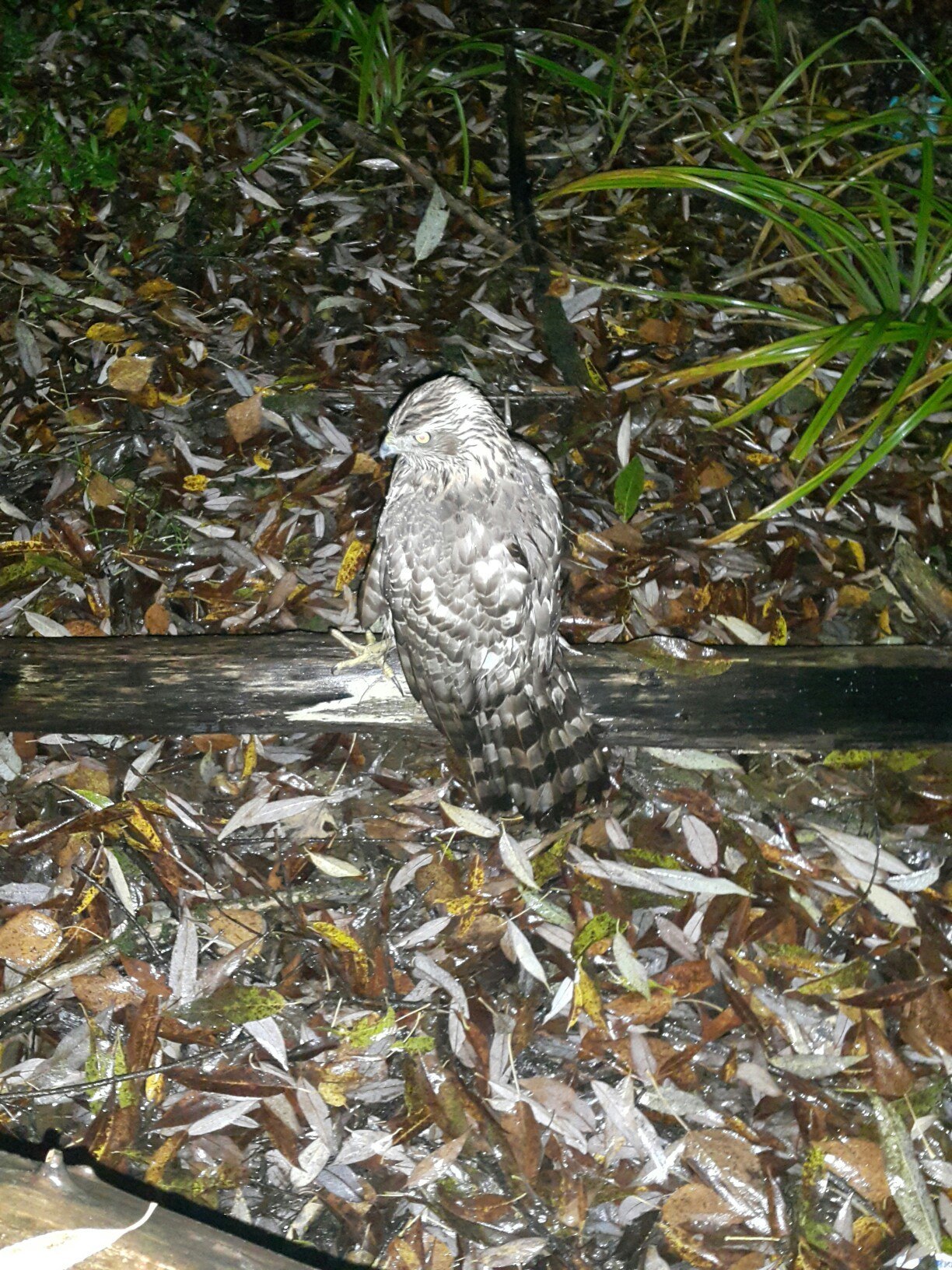 Return of the Tushinsky Goshawk. - My, Yoll, Hawk, Animal Rescue, Adventures, Time for drop dead stories, Veterinary, Moscow, Video, Longpost