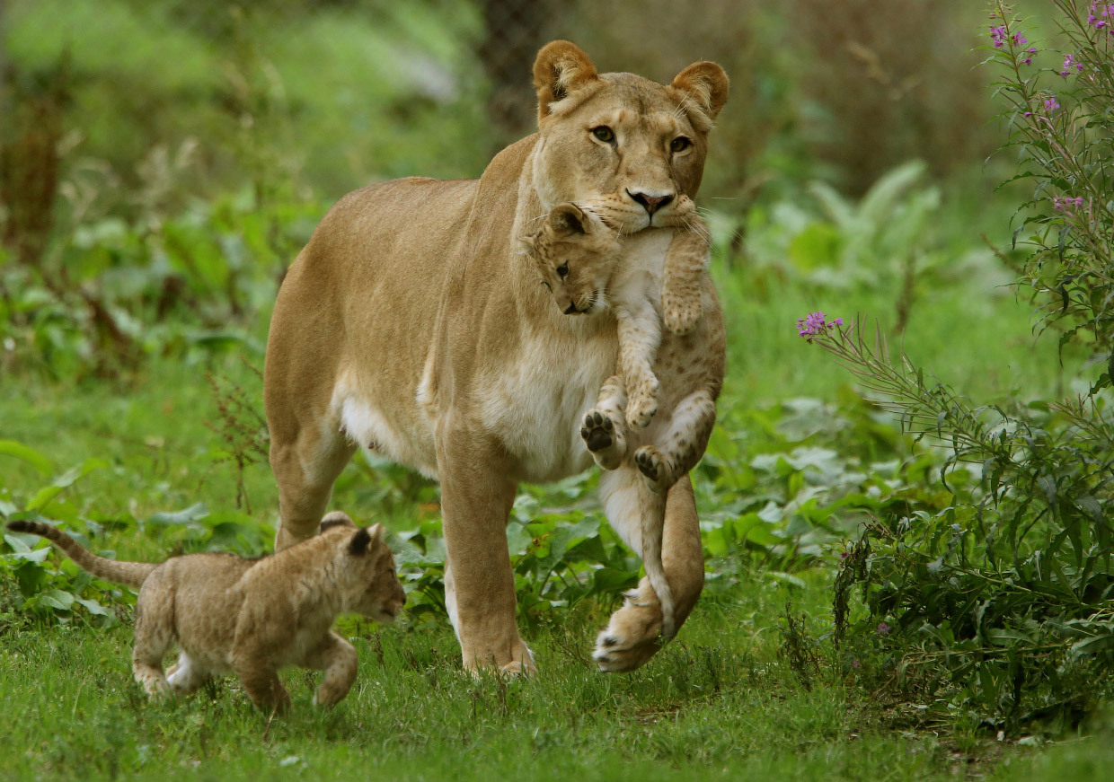 New kings of beasts - Animals, a lion, Longpost