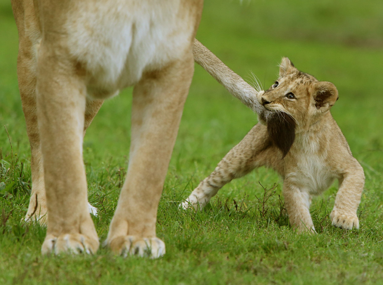 New kings of beasts - Animals, a lion, Longpost