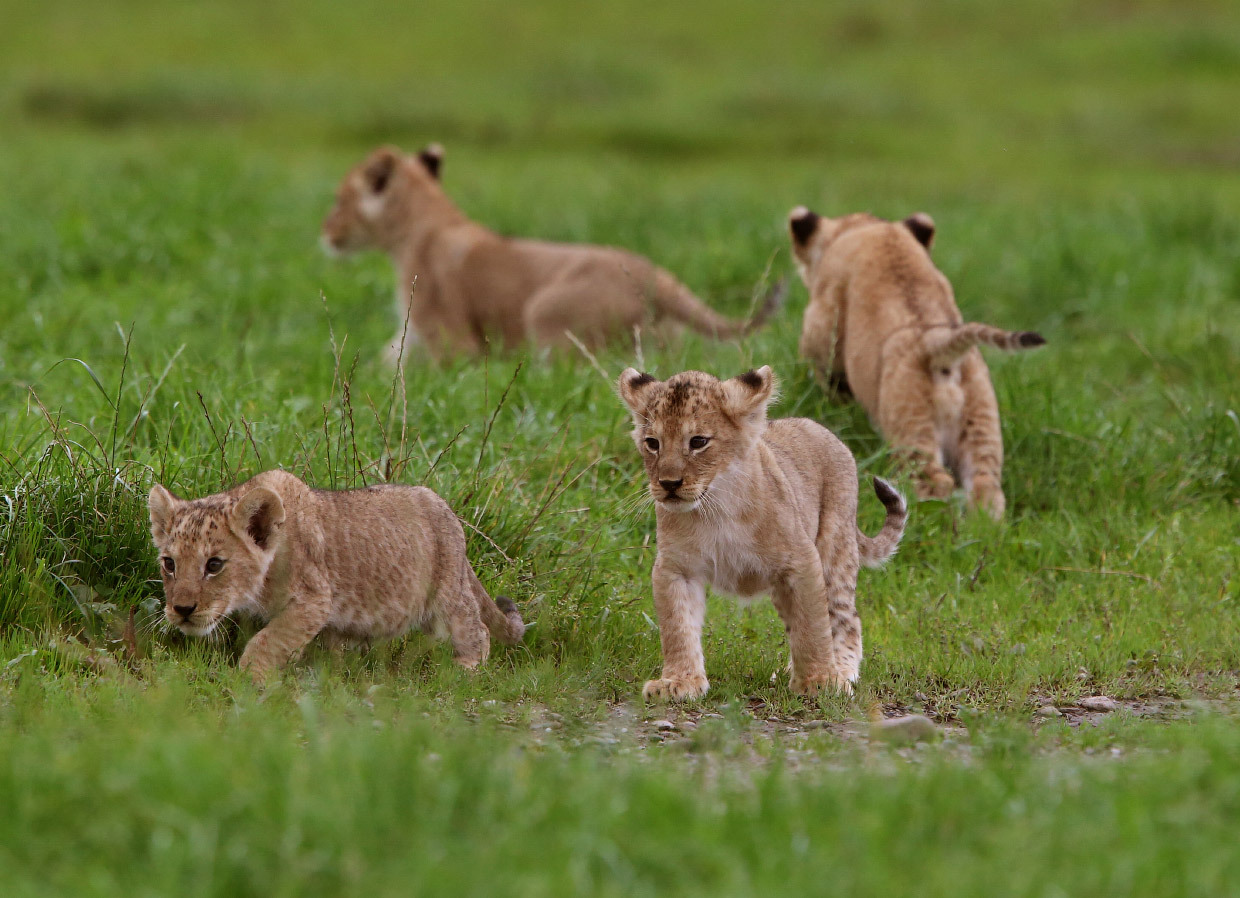 New kings of beasts - Animals, a lion, Longpost