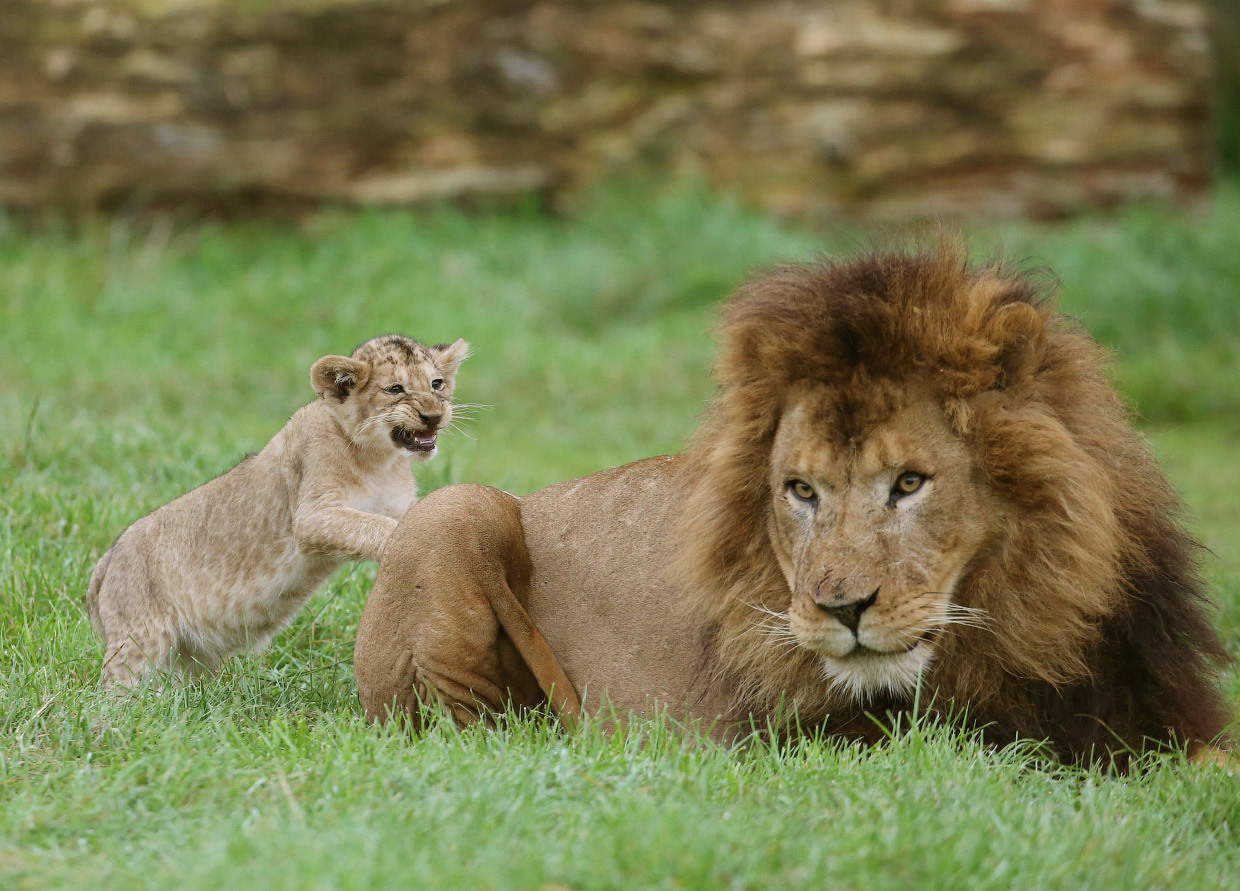 New kings of beasts - Animals, a lion, Longpost