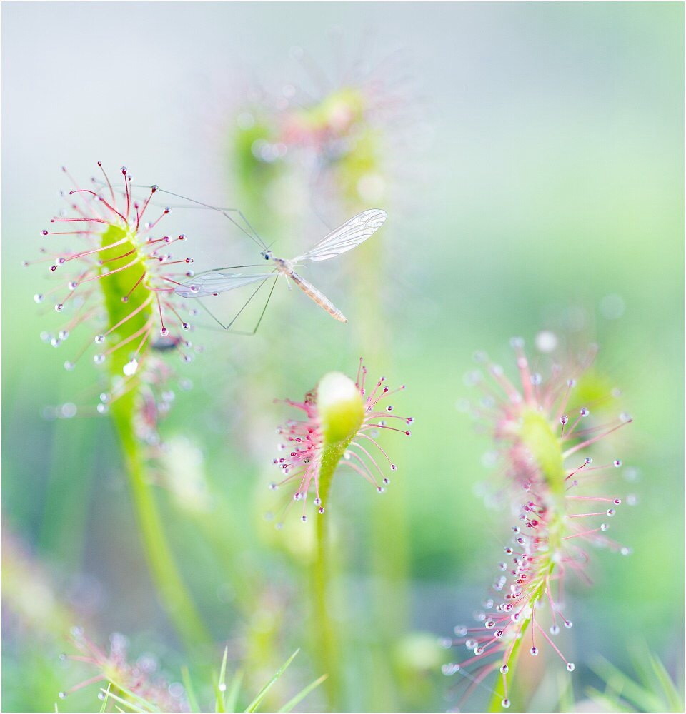 English sundew (Drosera anglica) catching a mosquito - The photo, Nature, Plants, Insects