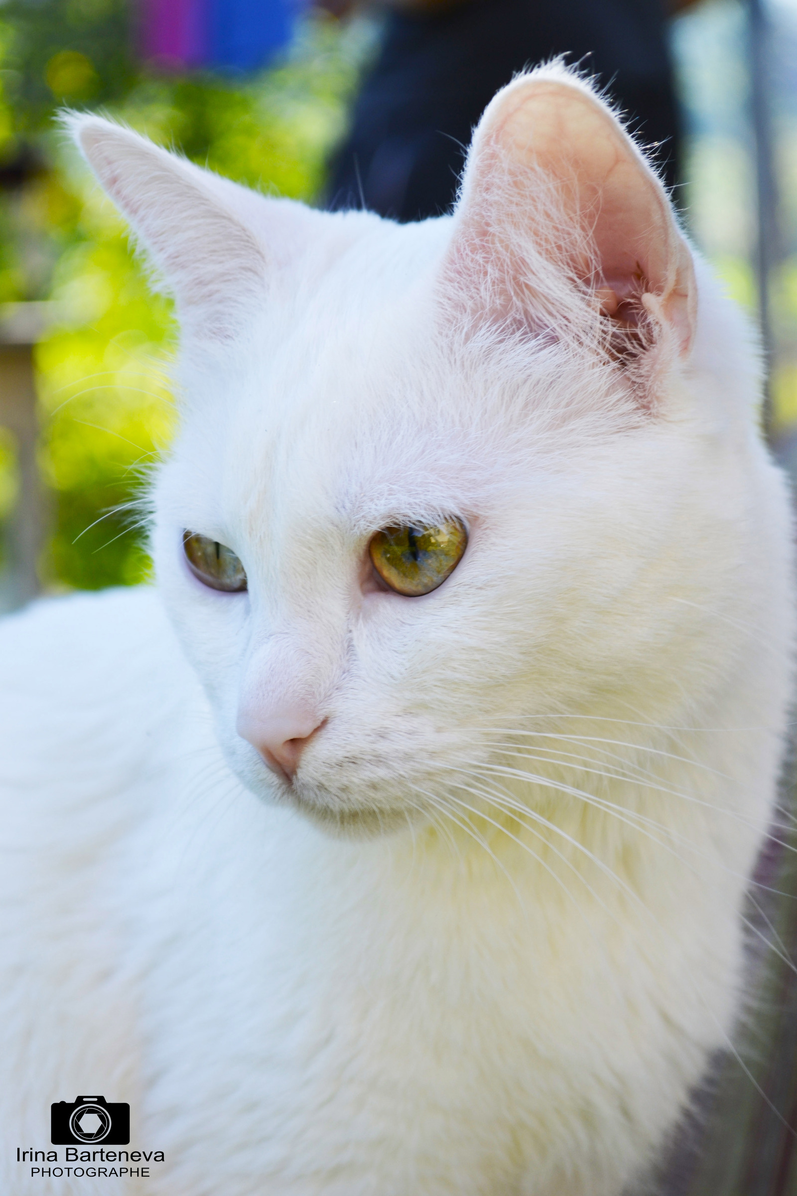 In the country. - My, cat, The photo, Animals, Longpost