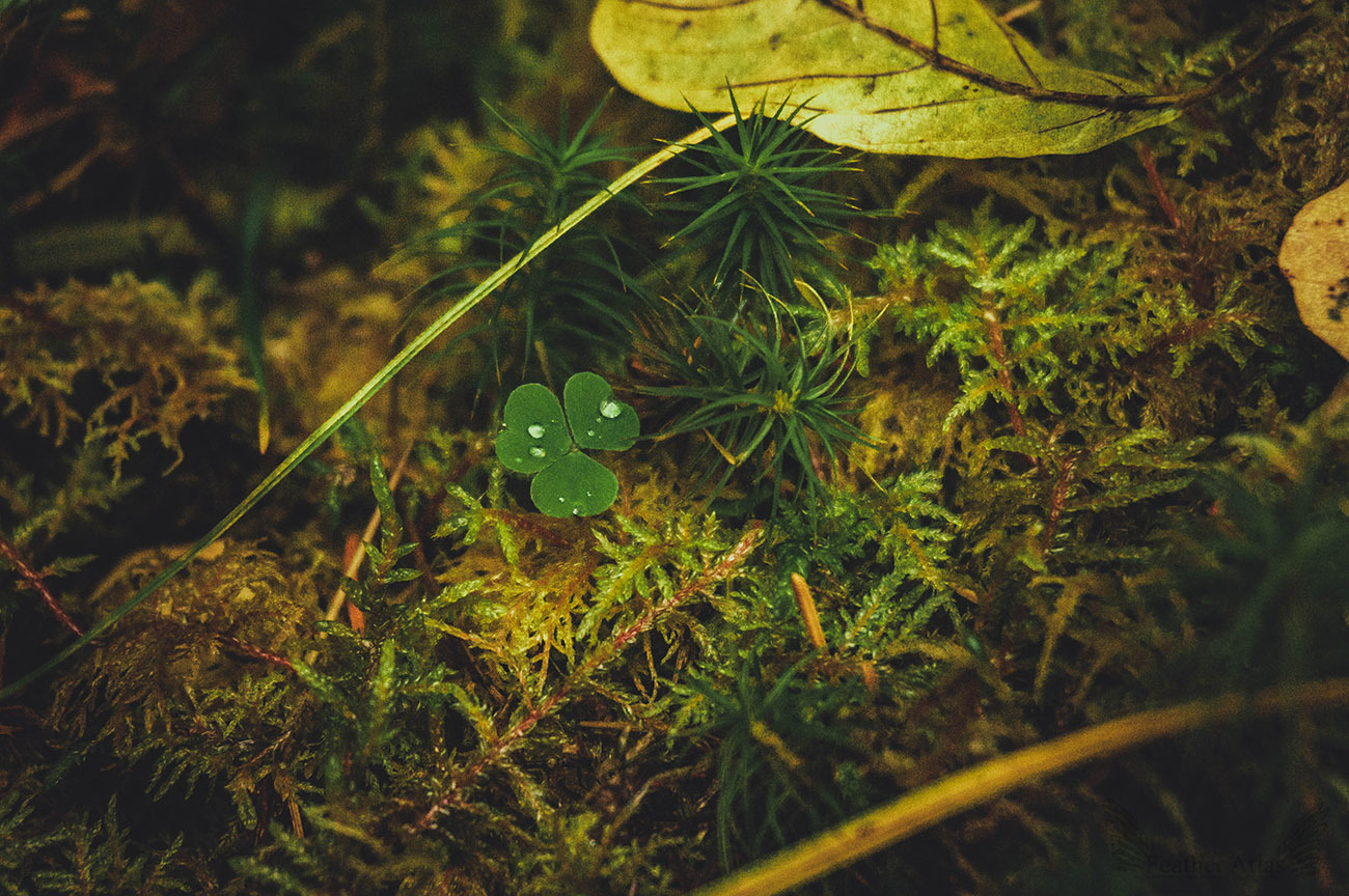 Dark autumn - My, Photo, Landscape, Forest, Autumn, Longpost