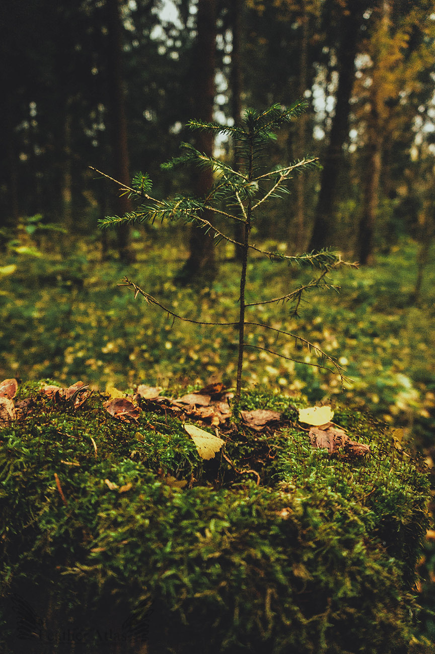 Dark autumn - My, Photo, Landscape, Forest, Autumn, Longpost