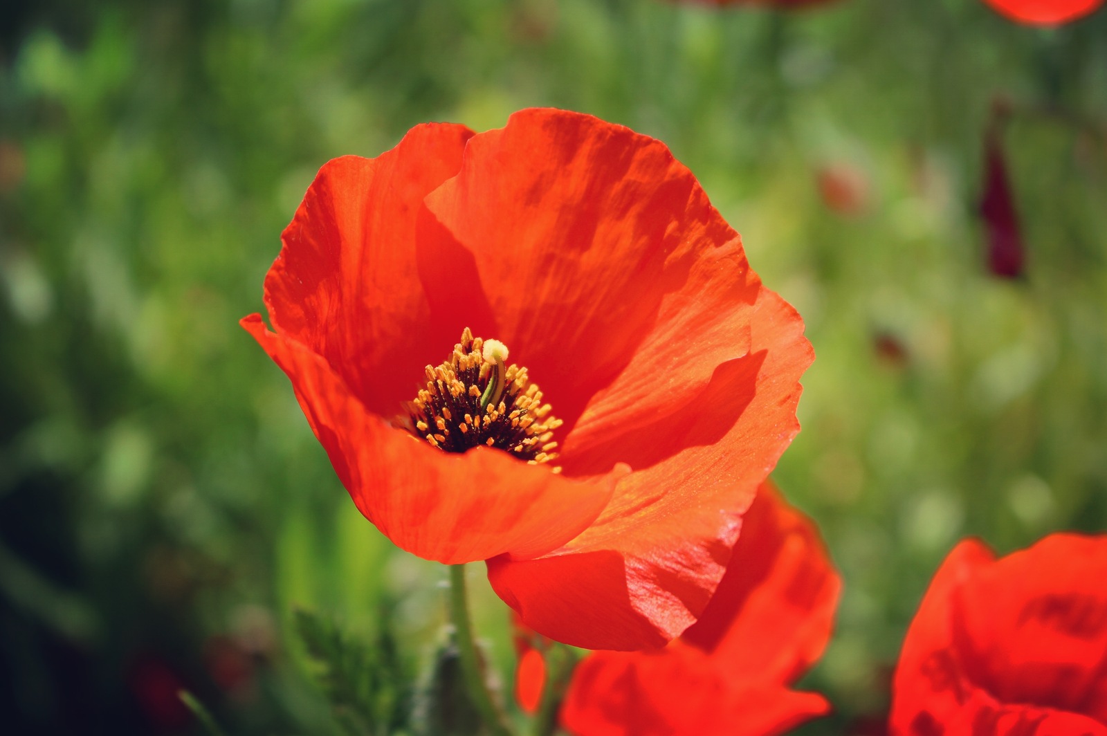 Poppies - My, Poppy, Macro, Nature, Flowers, My, Kazakhstan, Longpost, Macro photography