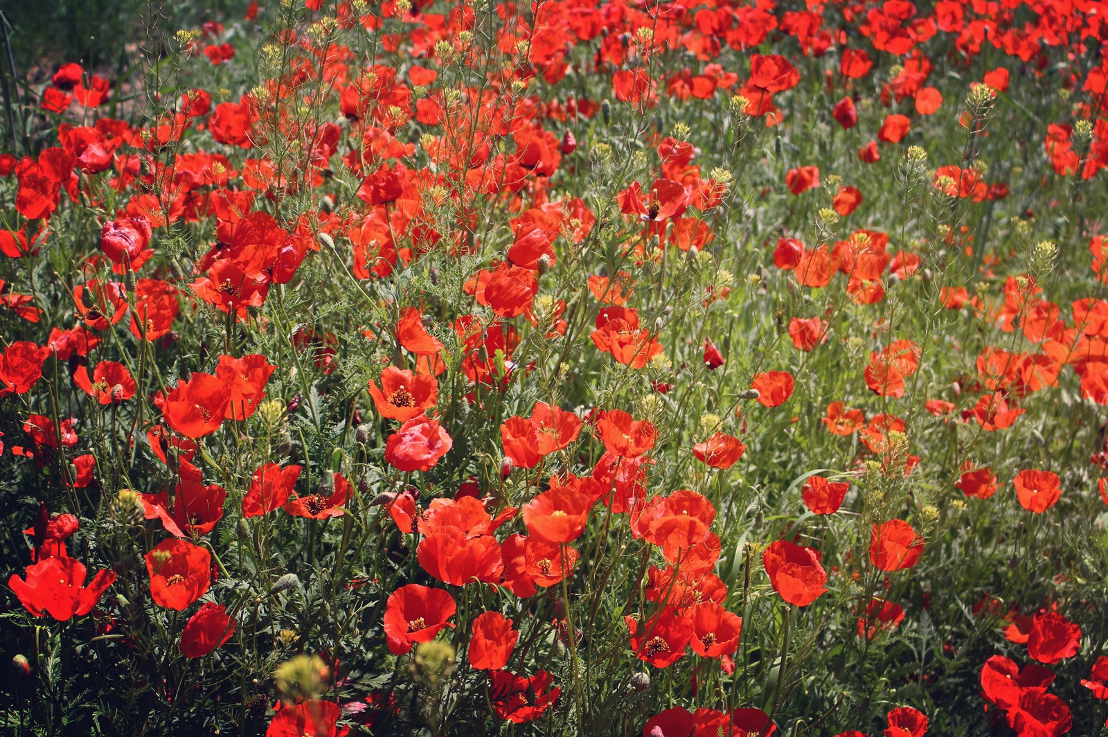 Poppies - My, Poppy, Macro, Nature, Flowers, My, Kazakhstan, Longpost, Macro photography