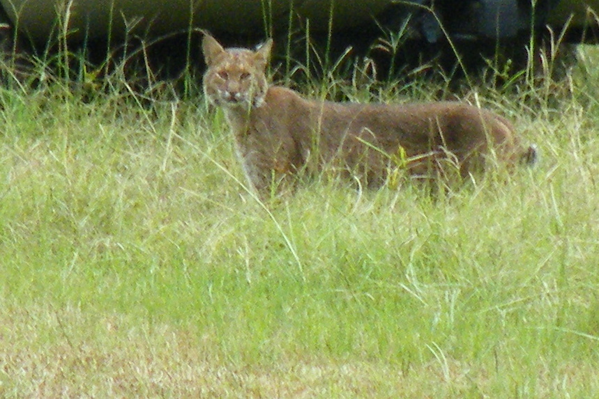 Helpful neighbors. - Lynx, Animals, Farmer