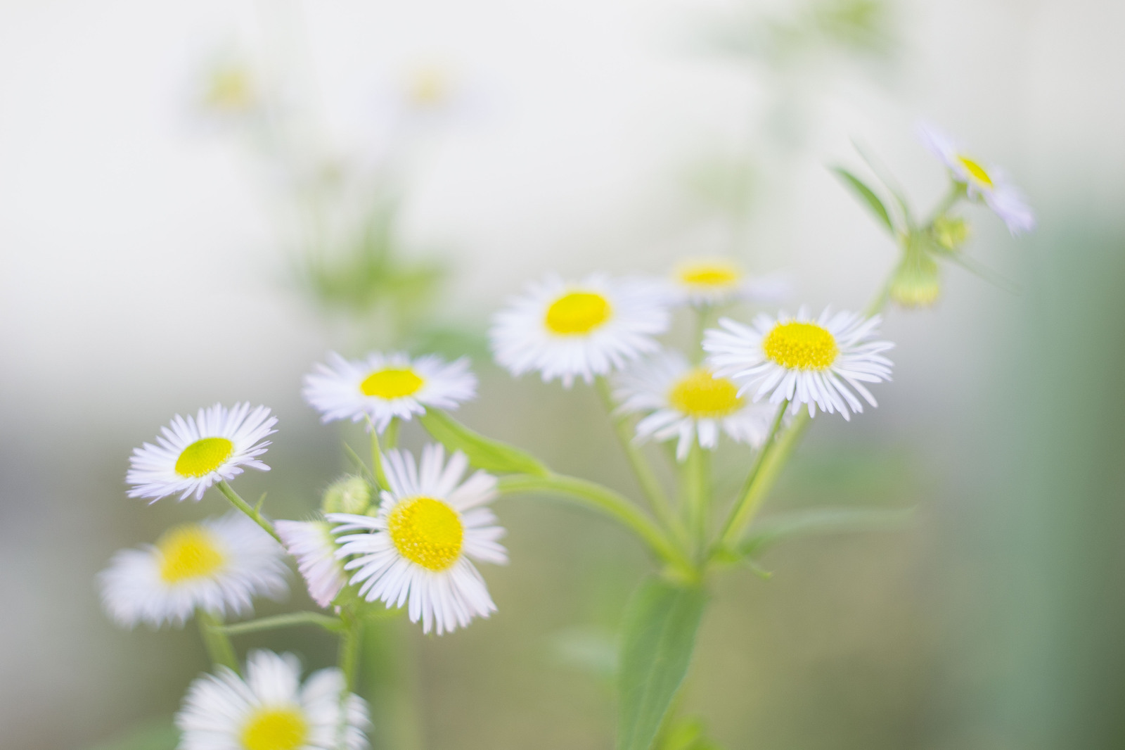 Nikon d3100 + Helios-44M-7 - My, Photo, Helios 44m, Flowers, Longpost, Helios 44m