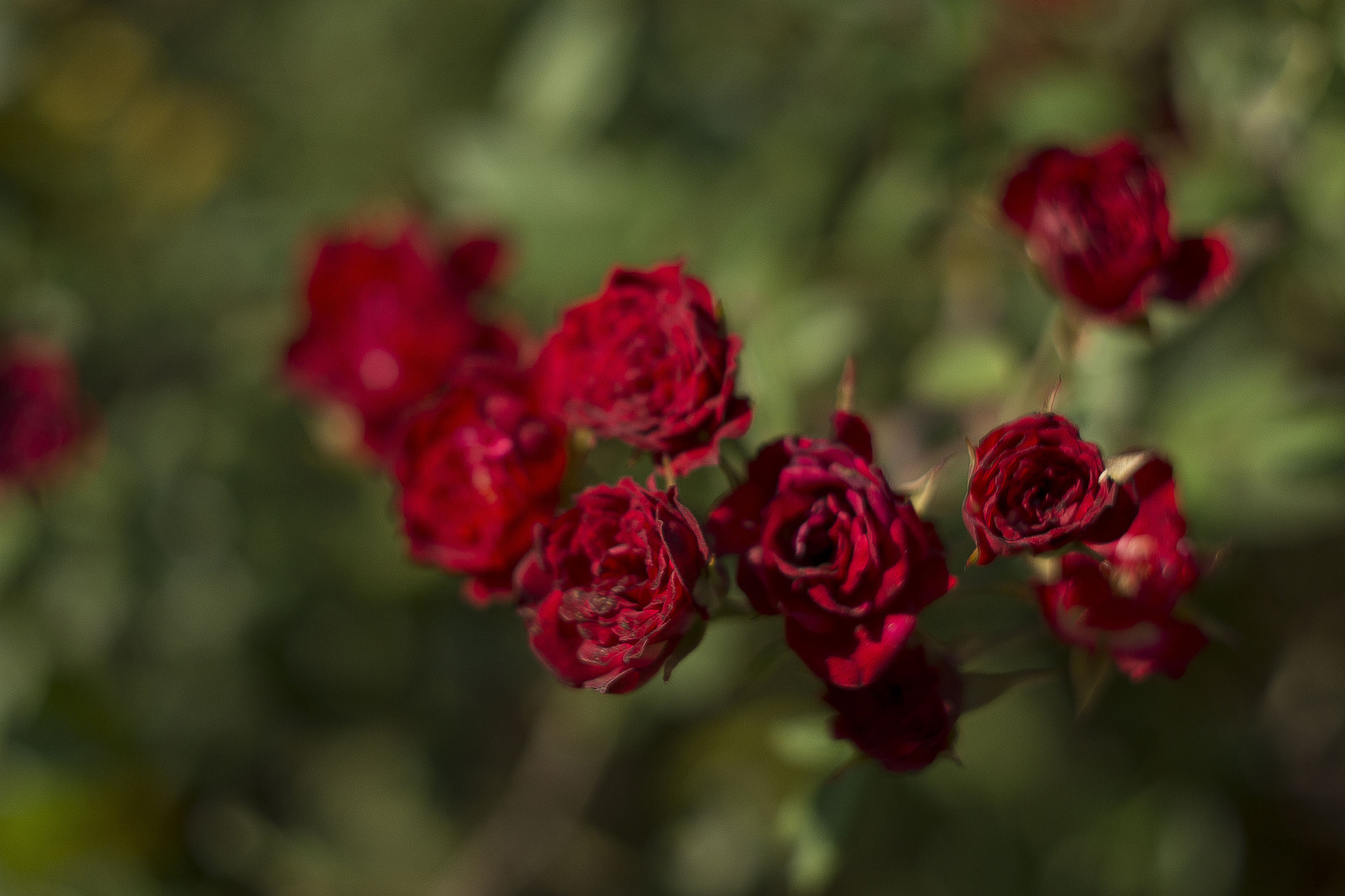 Nikon d3100 + Helios-44M-7 - My, Photo, Helios 44m, Flowers, Longpost, Helios 44m