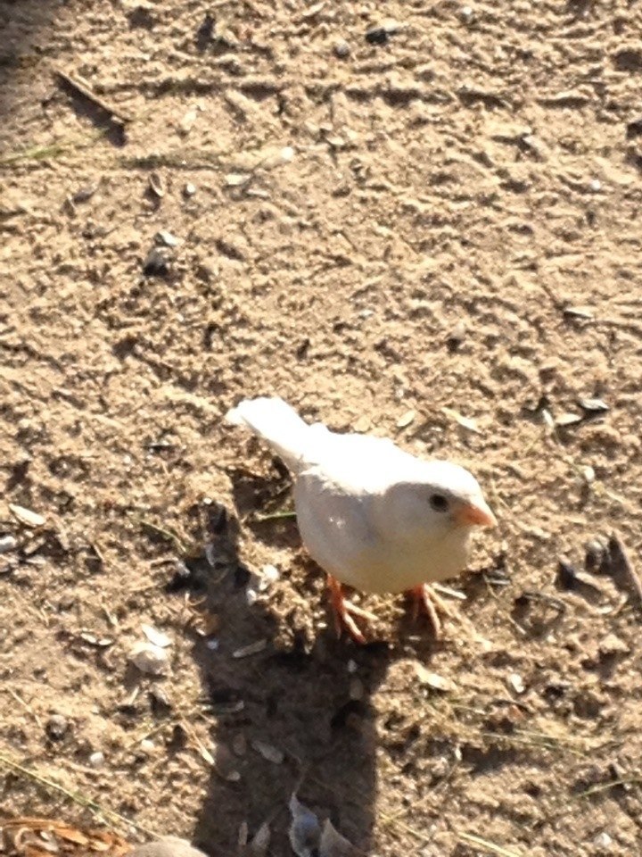 Sparrow is an albino. - My, Albino, Sparrow, Longpost