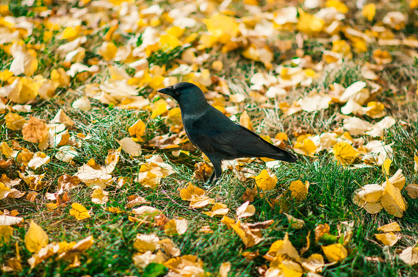 In gold - My, The photo, Foliage, Autumn, Birds, 