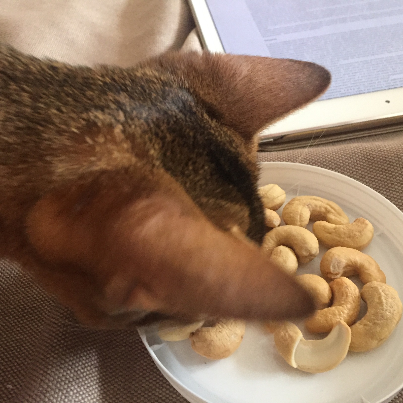 When your cat takes your cashews - My, cat, , Impudence, Longpost, Specific tastes