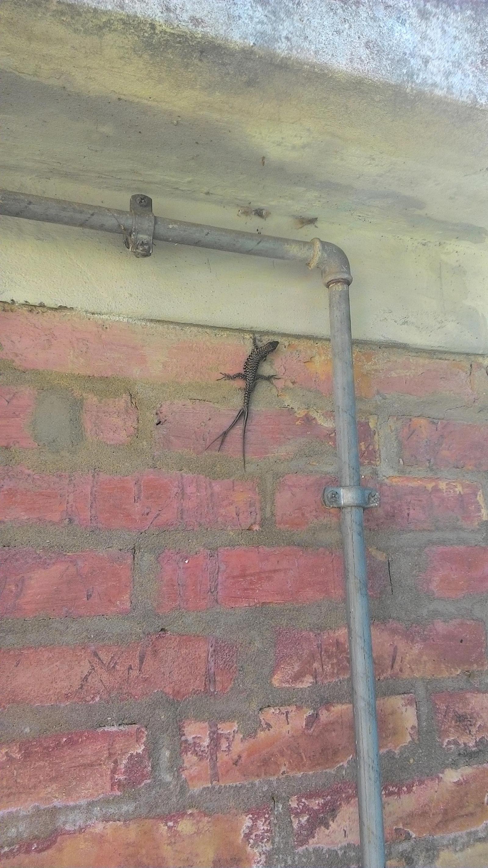 Lizard with two and a half tails - Lizard, Reddit, Tail