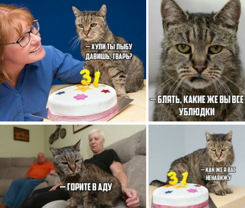 The world's oldest cat celebrates its 31st birthday - cat, Birthday, Animals, Long-liver, 