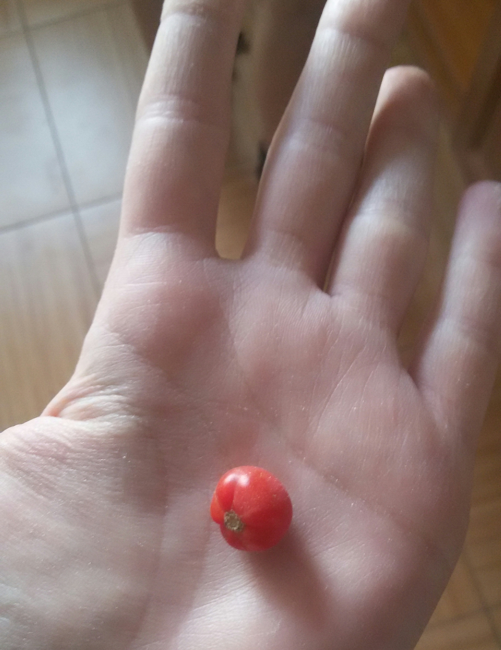 My father grew tomatoes on the balcony. When it was harvest time he gave me this - My, Tomatoes, Photo, Generosity