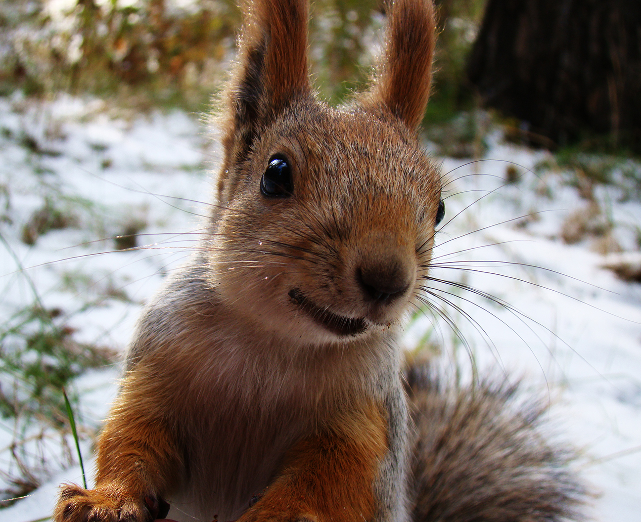 Smiling squirrel :D - My, Squirrel, Animals, Smile, The photo