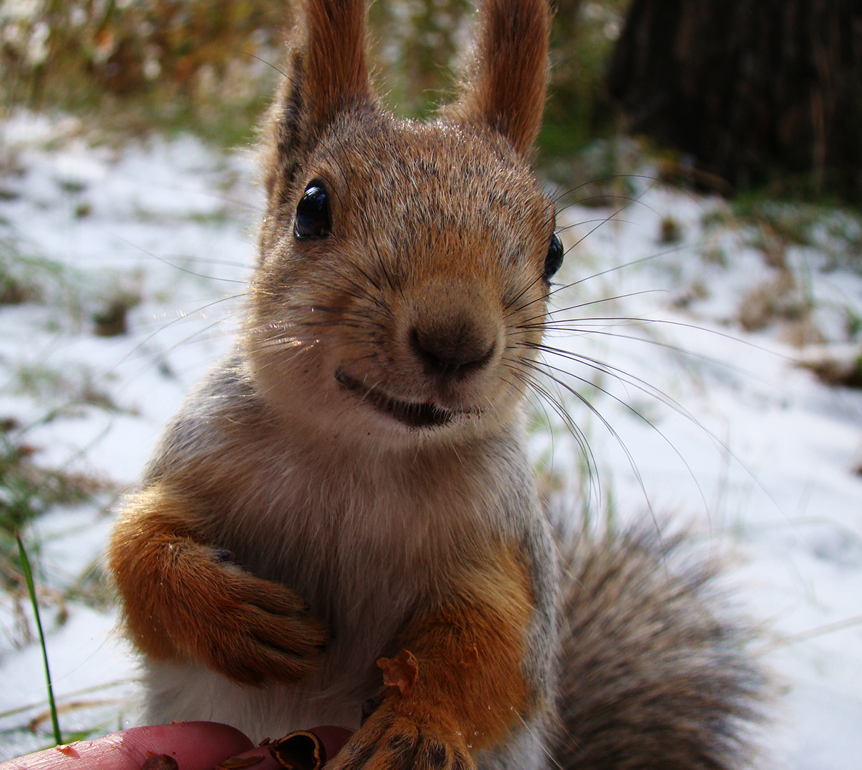 Smiling squirrel :D - My, Squirrel, Animals, Smile, The photo