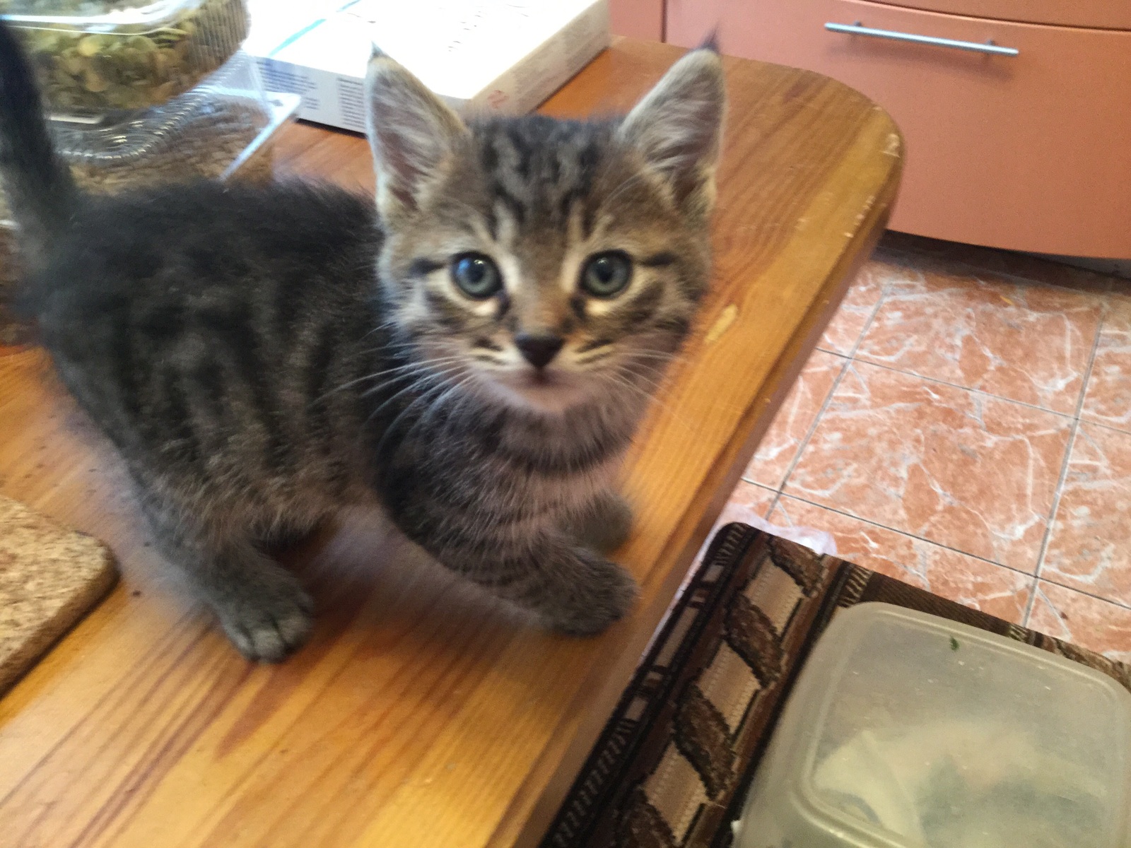 Moscow, I will give monthly kittens. - My, Cats and kittens, Is free, Help, Help, Longpost, cat