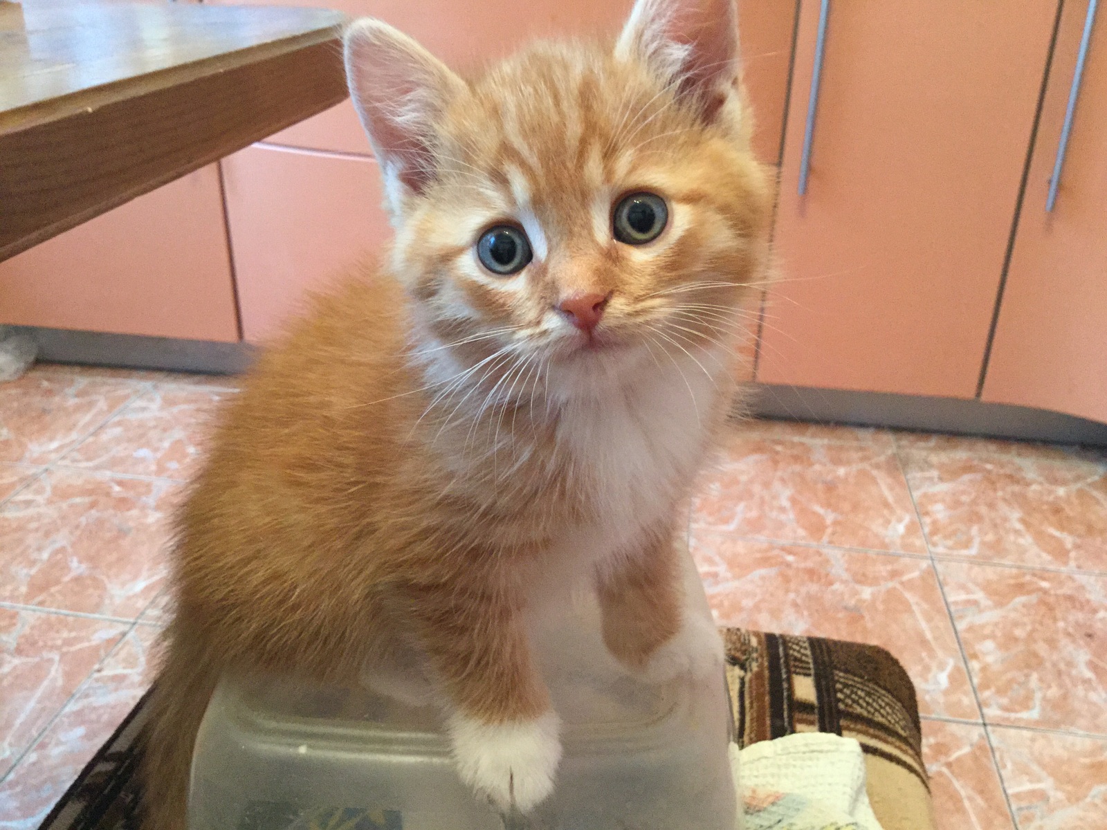 Moscow, I will give monthly kittens. - My, Cats and kittens, Is free, Help, Help, Longpost, cat