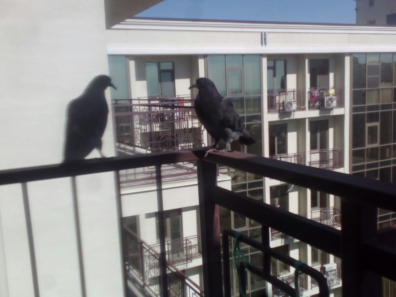 К чему прилетает голубь на балкон. Голуби на балконе. Голубятня на балконе. Домашние голуби на балконе. Голуби на балконе фото.